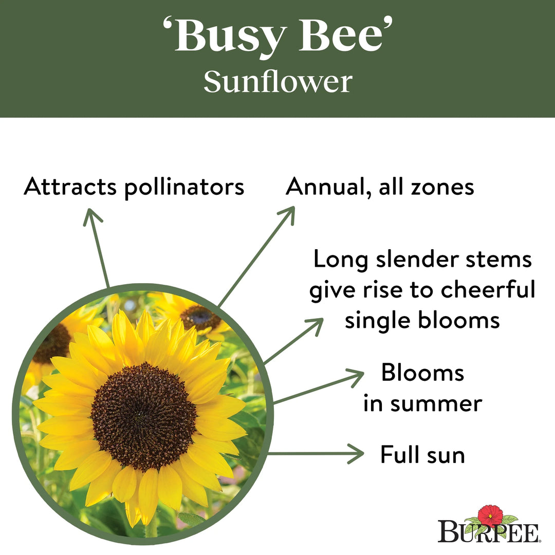 Sunflower Busy Bee - Burpee Seeds