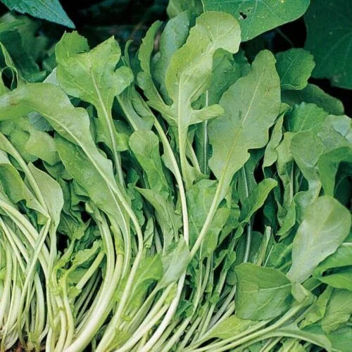 Arugula Wild Roquette International - Aimers Seeds