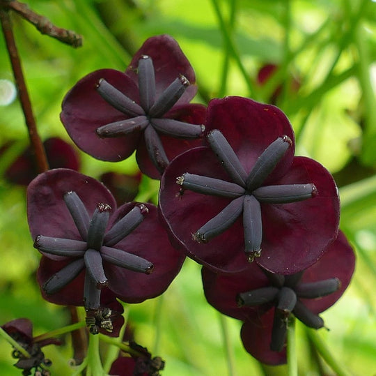 Akebia Chocolate Vine