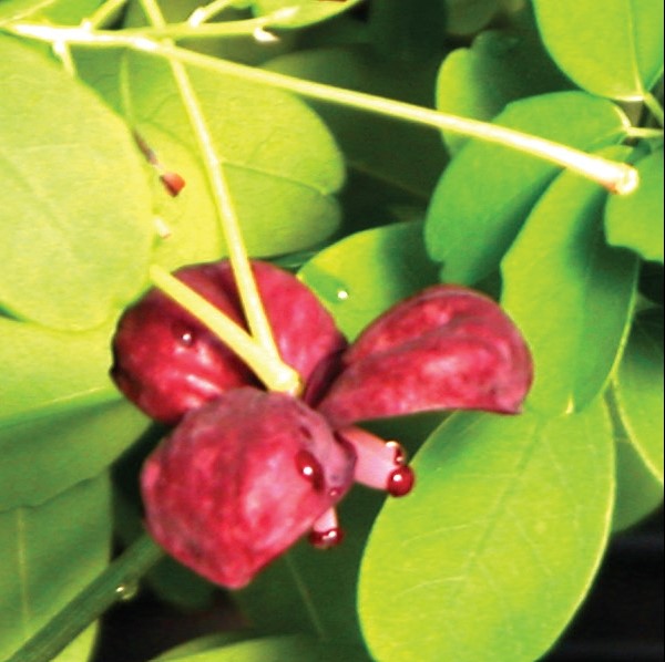 Akebia Chocolate Vine