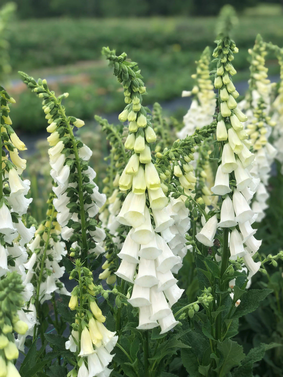 Foxglove Alba - Mr.Fothergill's Seeds