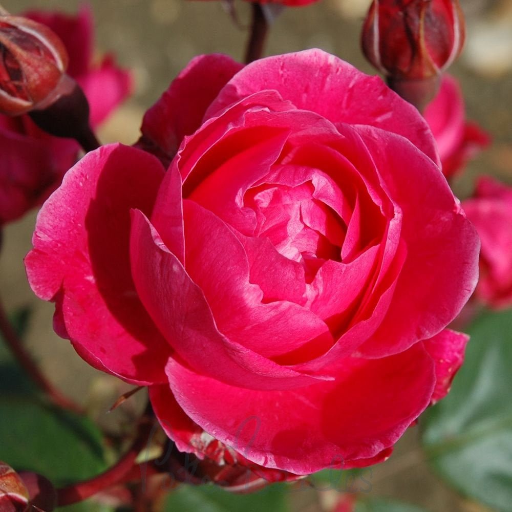 Alexander Mackenzie - Cold Hardy Rose – Wildwood Outdoor Living