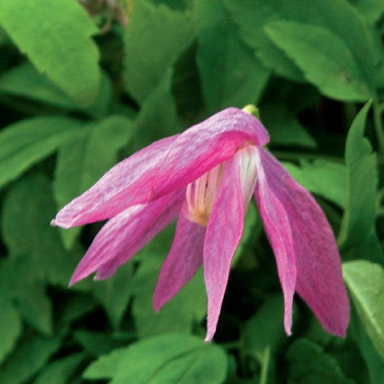 Clematis Alpina Constance