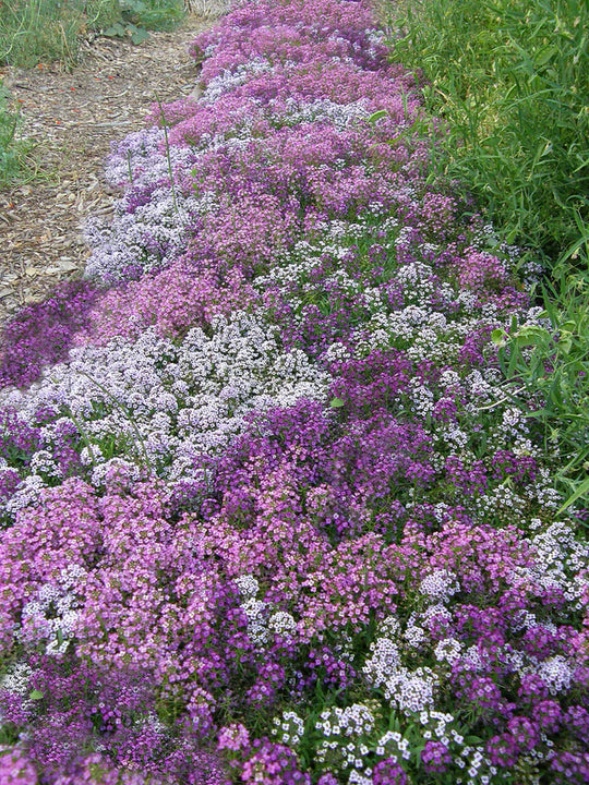 Alyssum Summer Romance - Renee's Garden