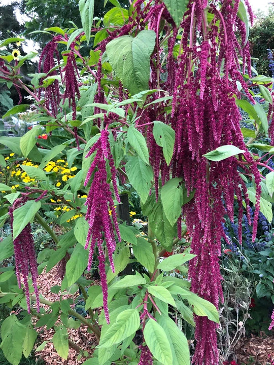 Amaranth Love Lies Bleeding - Cornucopia Seeds