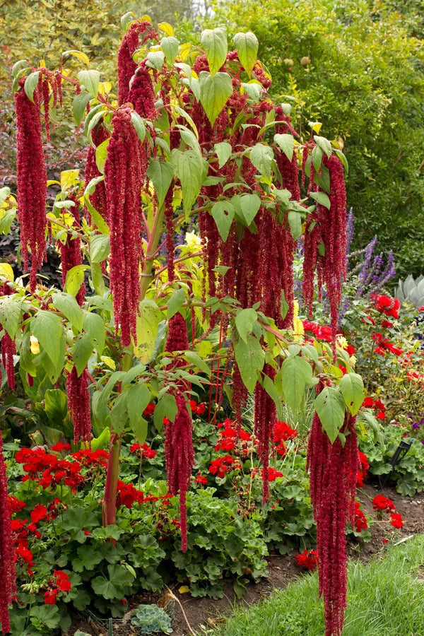 Amaranth Love Lies Bleeding - Cornucopia Seeds
