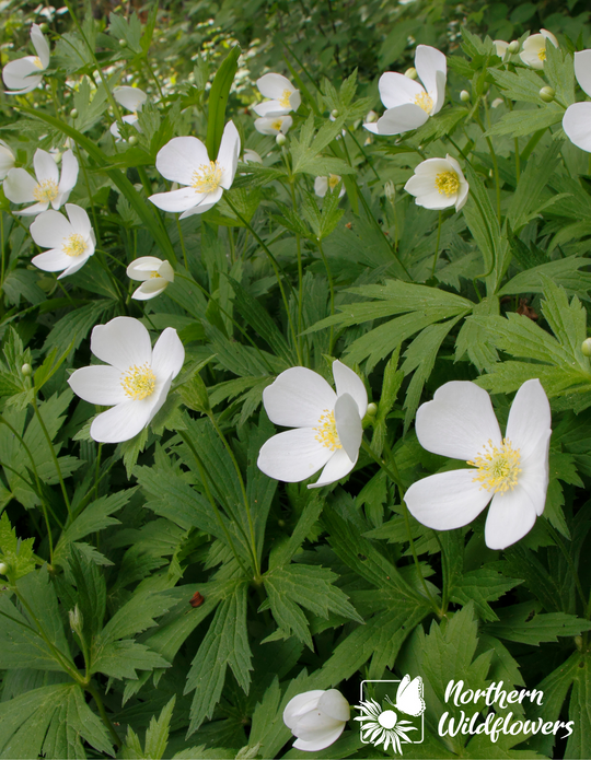 Canada Anemone - Northern Wildflowers
