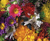 Annual Flower Mixture - Ontario Seed Company