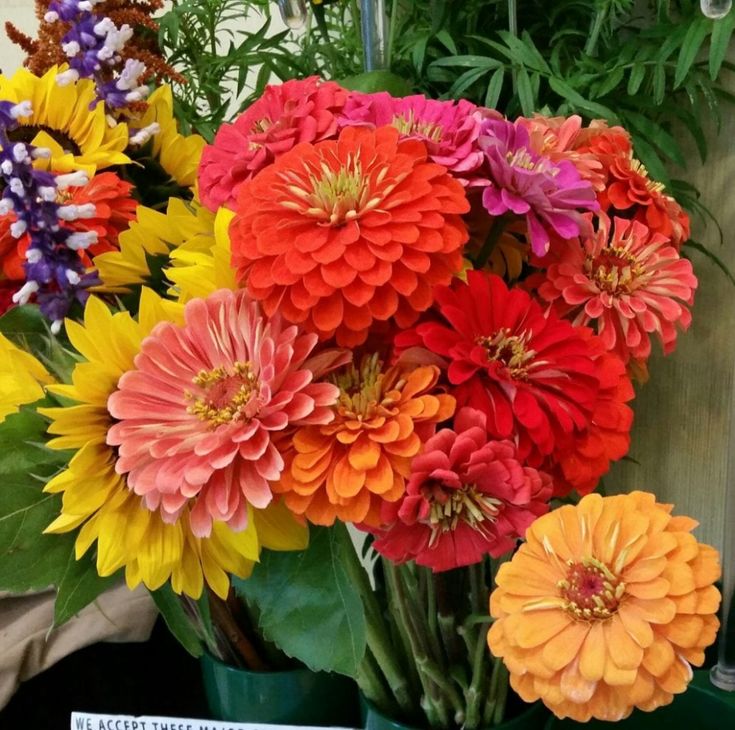 Annual Cut Flowers Mix - Pacific Northwest Seeds