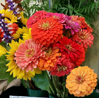 Annual Cut Flowers Mix - Pacific Northwest Seeds