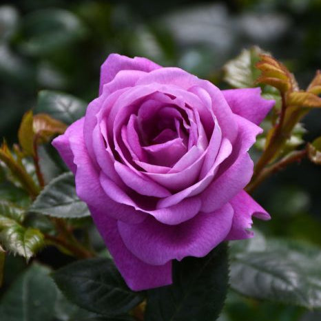 Arctic Blue - Weeks Rose