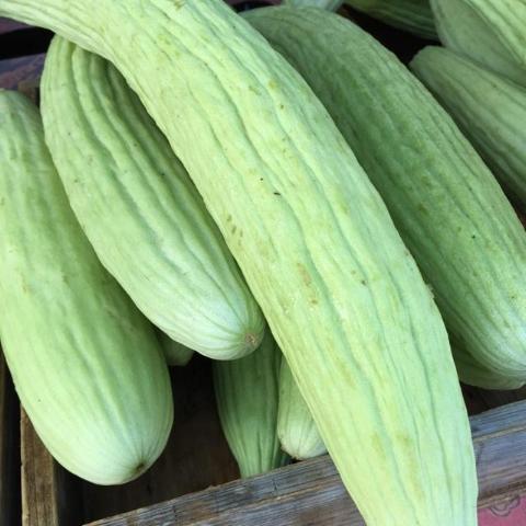 Cucumber Armenian Yard - Pacific Northwest Seeds