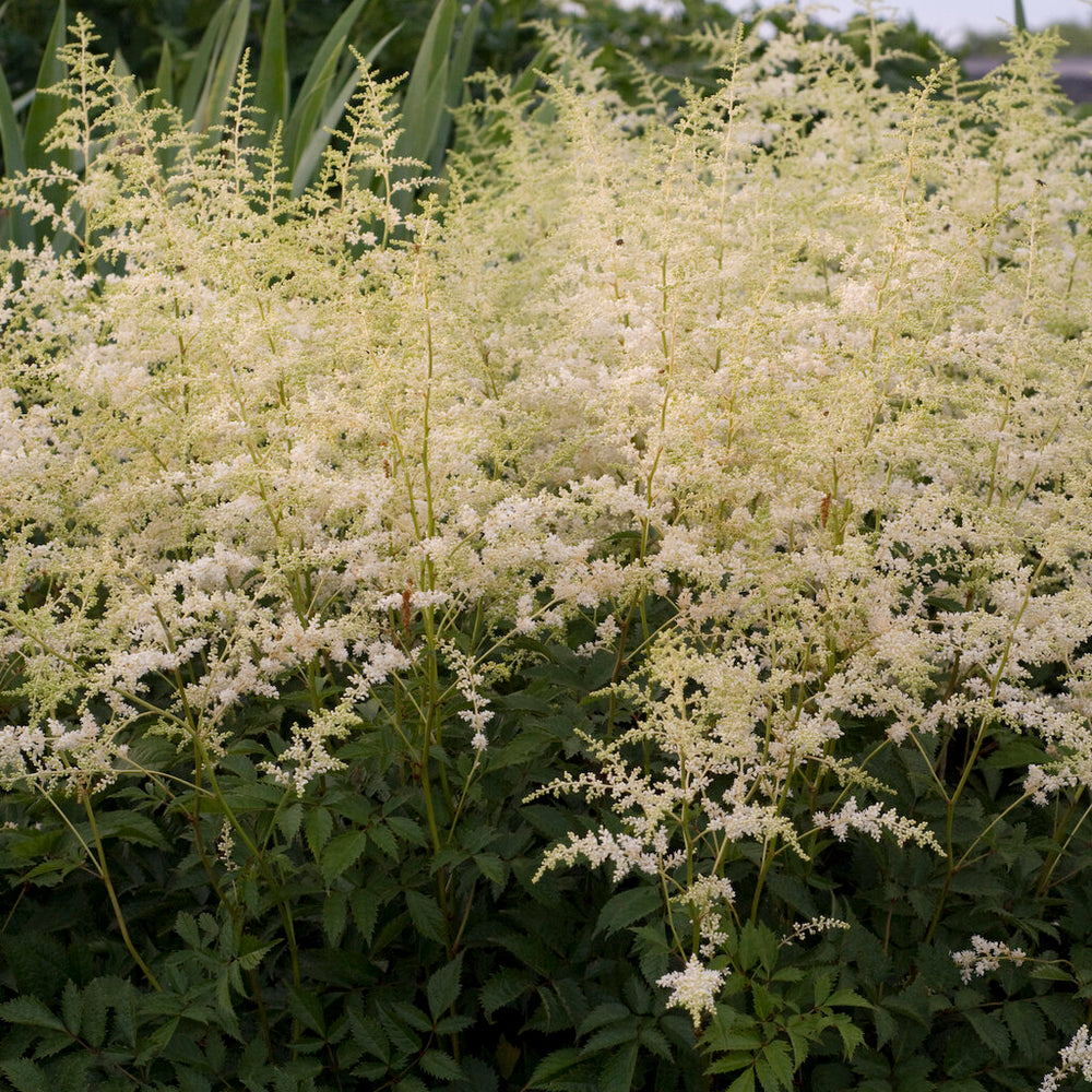 Astilbe - Bridal Veil , 1 Pack