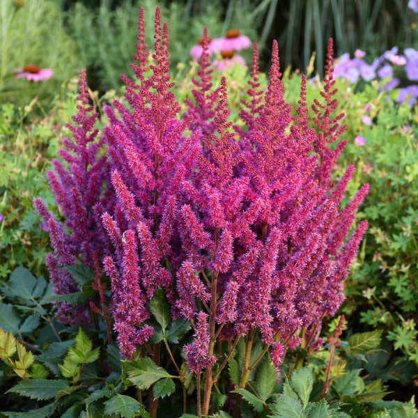 Astilbe - Visions in Red , 1 Pack