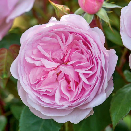 Olivia Rose Austin - David Austin Rose
