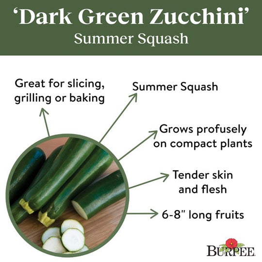 Organic Zucchini Dark Green - Burpee Seeds