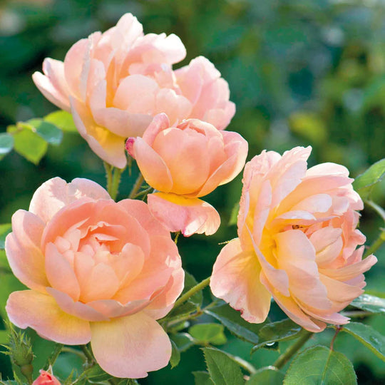 The Lark Ascending - David Austin Rose