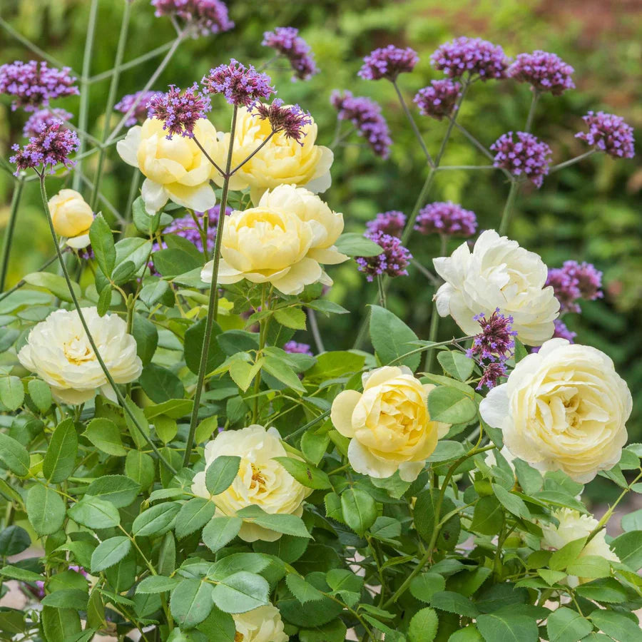 Vanessa Bell - David Austin Rose
