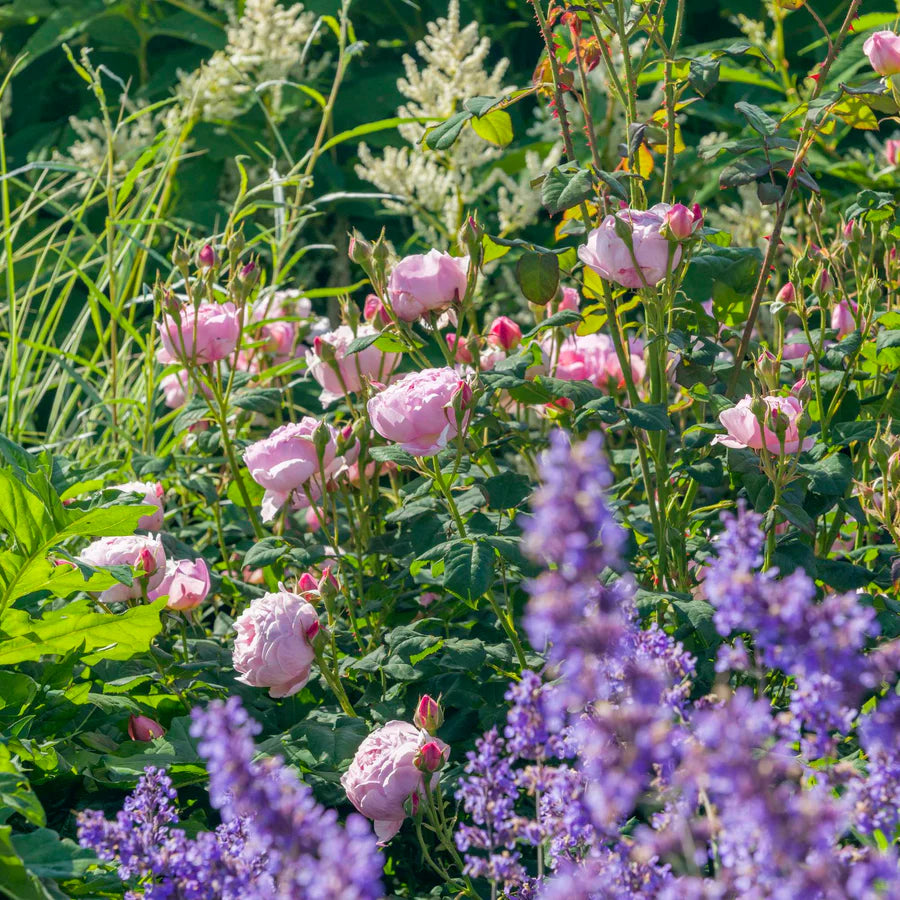 Scepter'd Isle - David Austin Rose