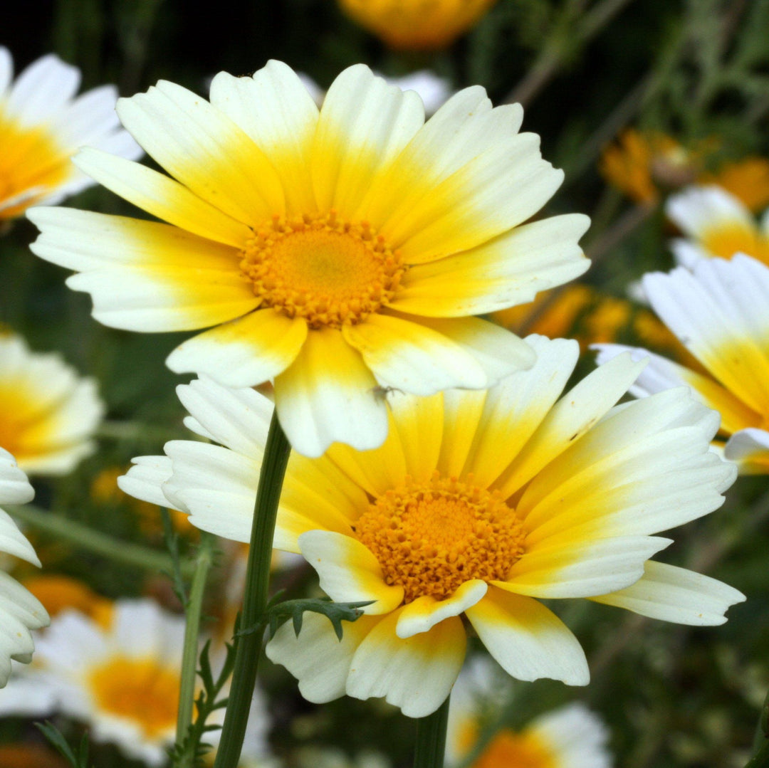 Shungiku Edible Chrysanthemum - Saanich Organics