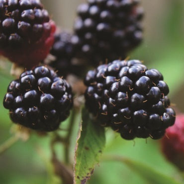 Blackberry - Balsor's Hardy