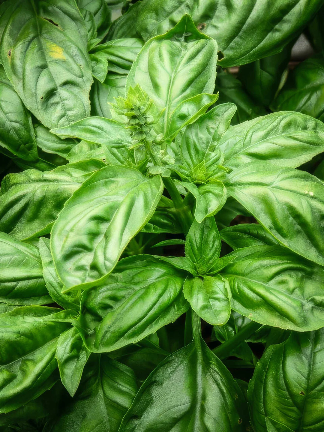 Basil Genovese - Salt Spring Seeds