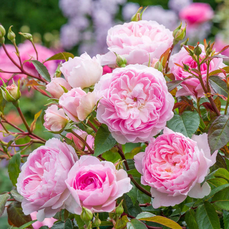Silas Marner - David Austin Rose