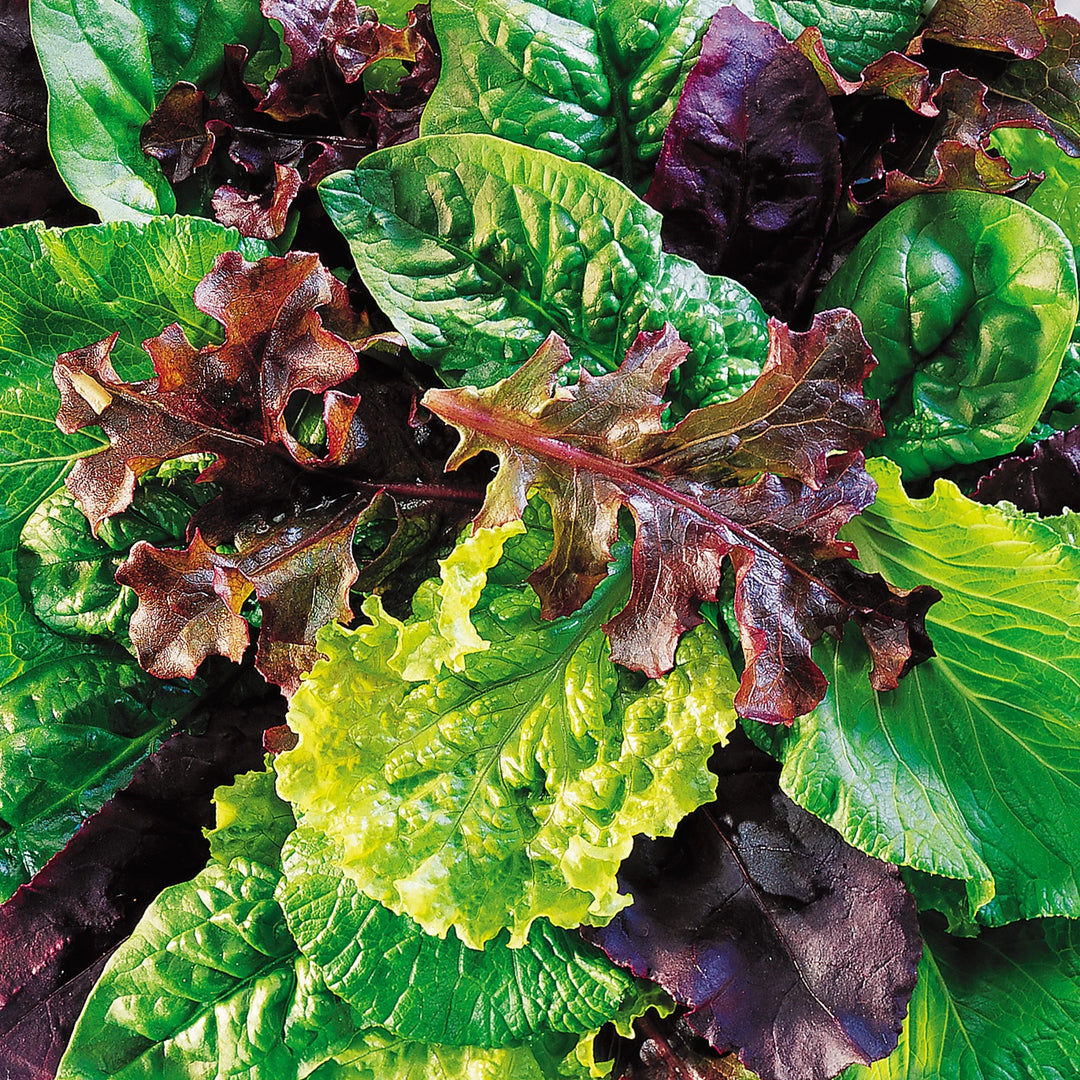 Mesclun Sweet Salad Mix - Burpee Seeds