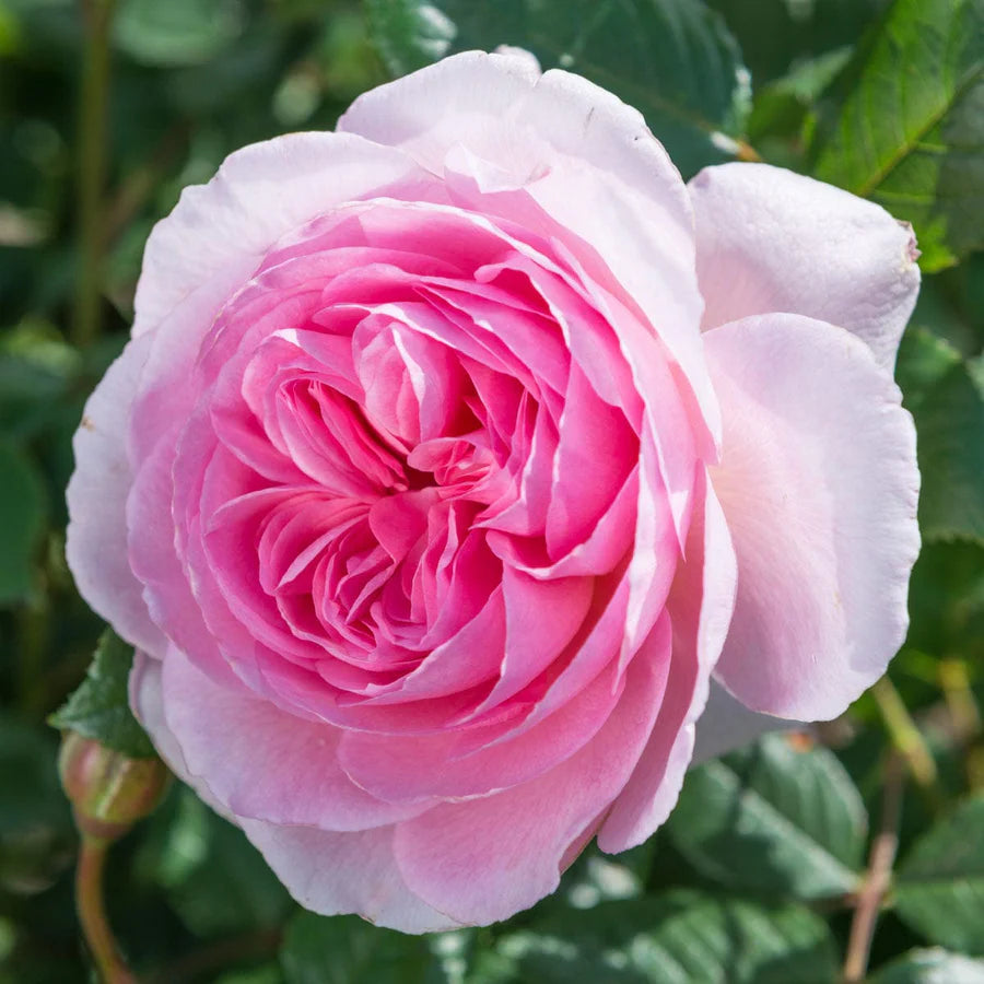 The Ancient Mariner - David Austin Rose