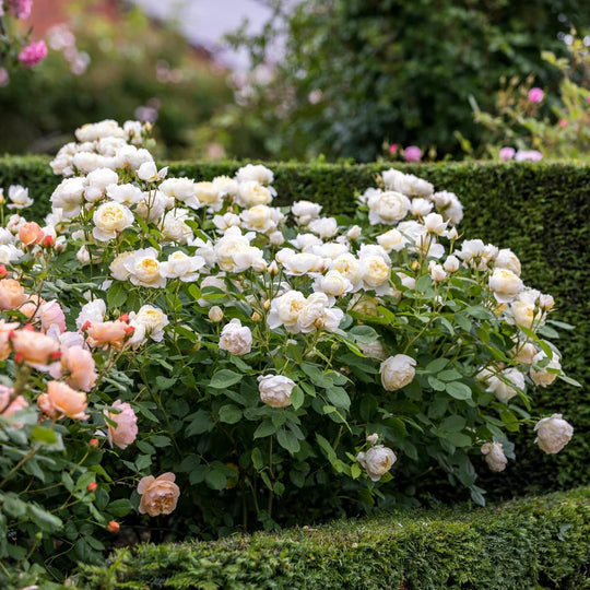 Vanessa Bell - David Austin Rose