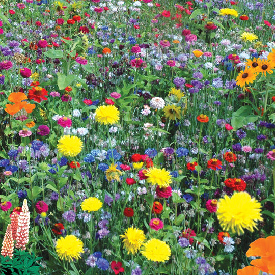 Mixed Flowers Hummingbird and Butterfly Mix - Burpee Seeds