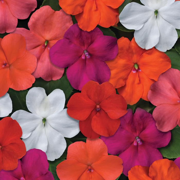 Impatiens Sultani Hybrid Mixed - Pacific Northwest Seeds