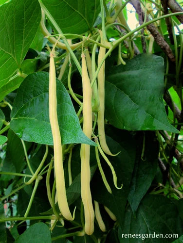 Organic Bean French Gold - Renee's Garden