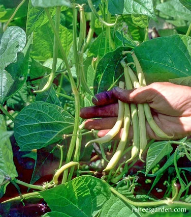 Organic Bean French Gold - Renee's Garden