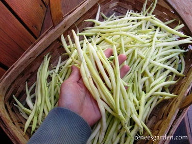 Organic Bean French Gold - Renee's Garden