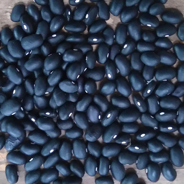 Black Turtle Bush Bean - Saanich Organics