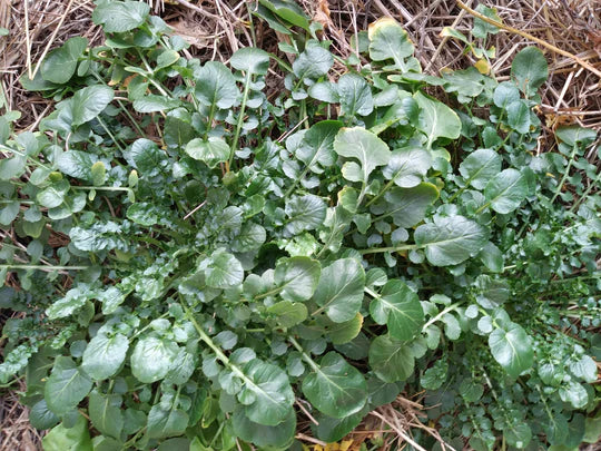 Belle Isle Cress - Eagleridge Seeds