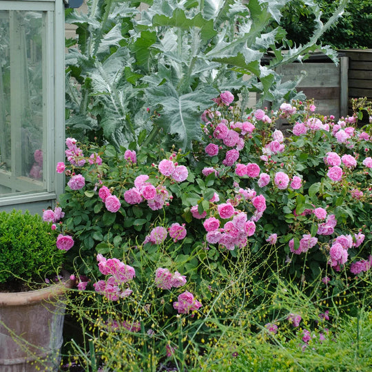Harlow Carr - David Austin Rose