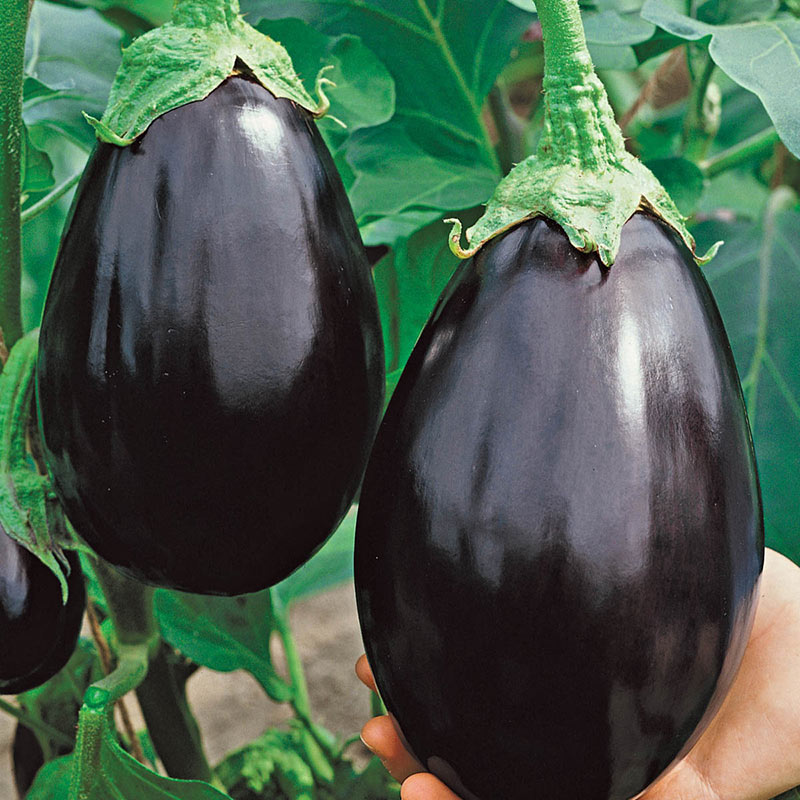 Eggplant Black Beauty - Mr. Fothergill's Seeds