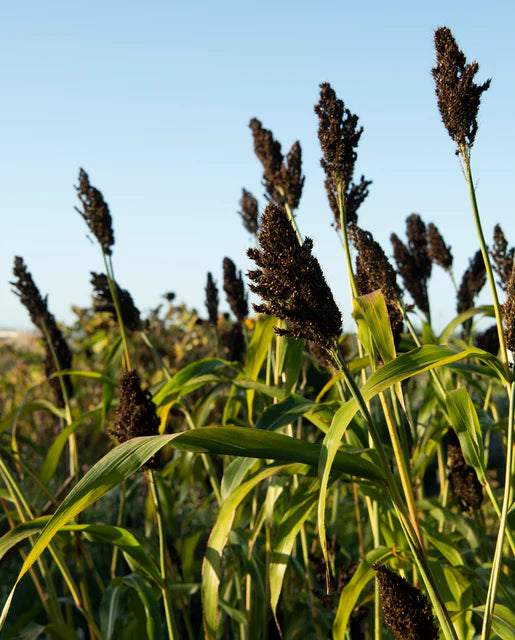 Corn Black Falcon - West Coast Seeds