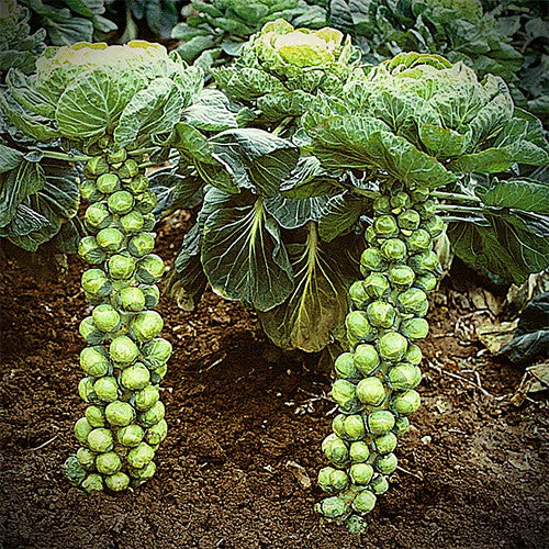Brussels Sprout Long Island - Pacific Northwest Seeds