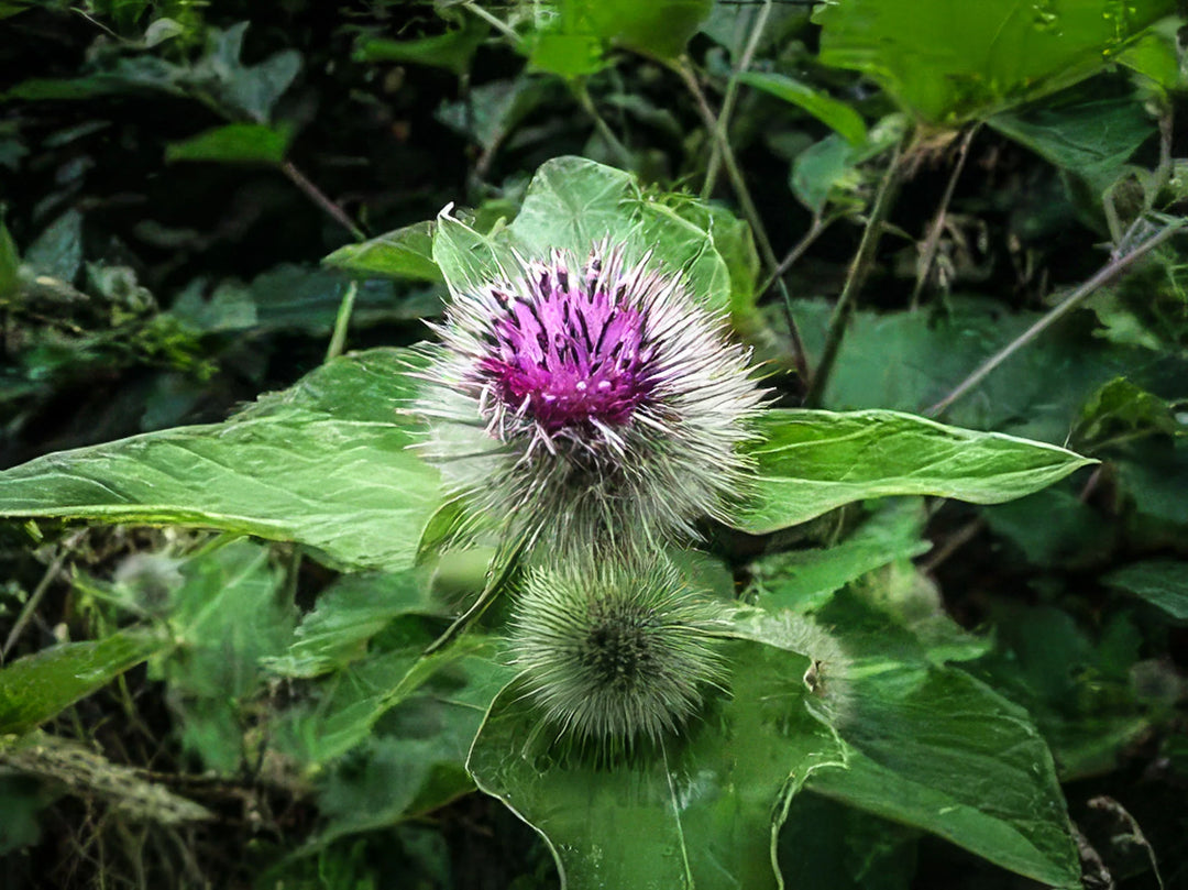 Burdock (Arctium lappa) - Salt Spring Seeds