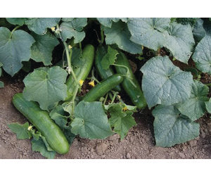 Cucumber Burpless Hybrid - Ontario Seed Company