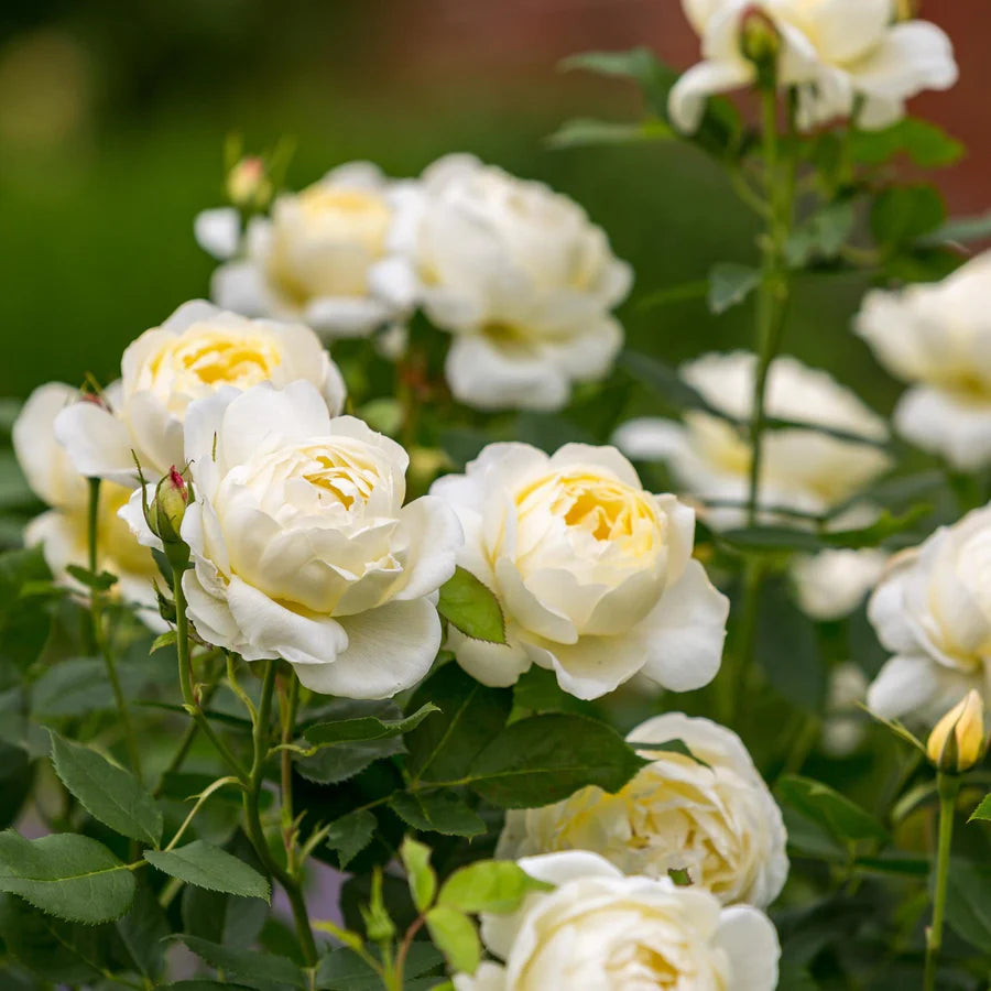 Vanessa Bell - David Austin Rose