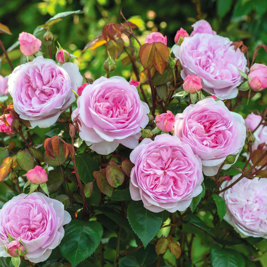 Olivia Rose Austin - David Austin Rose