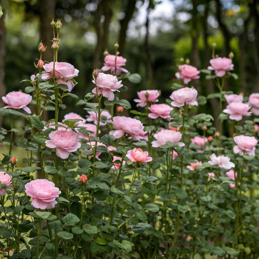 Queen of Sweden - David Austin Rose