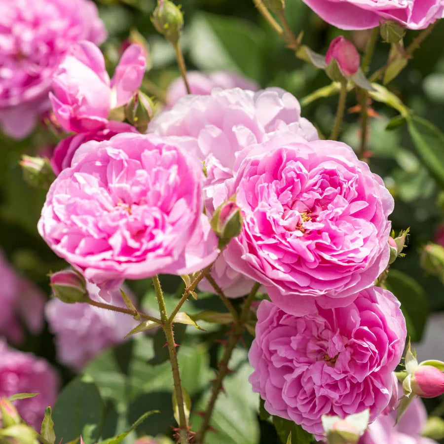 Harlow Carr - David Austin Rose