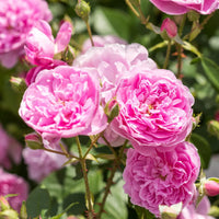 Harlow Carr - David Austin Rose