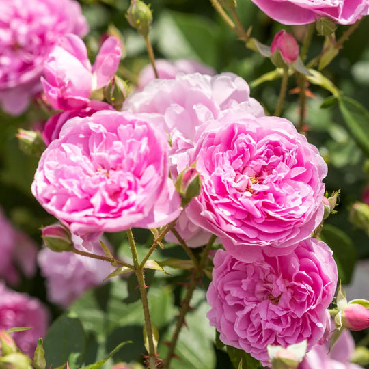 Harlow Carr - David Austin Rose