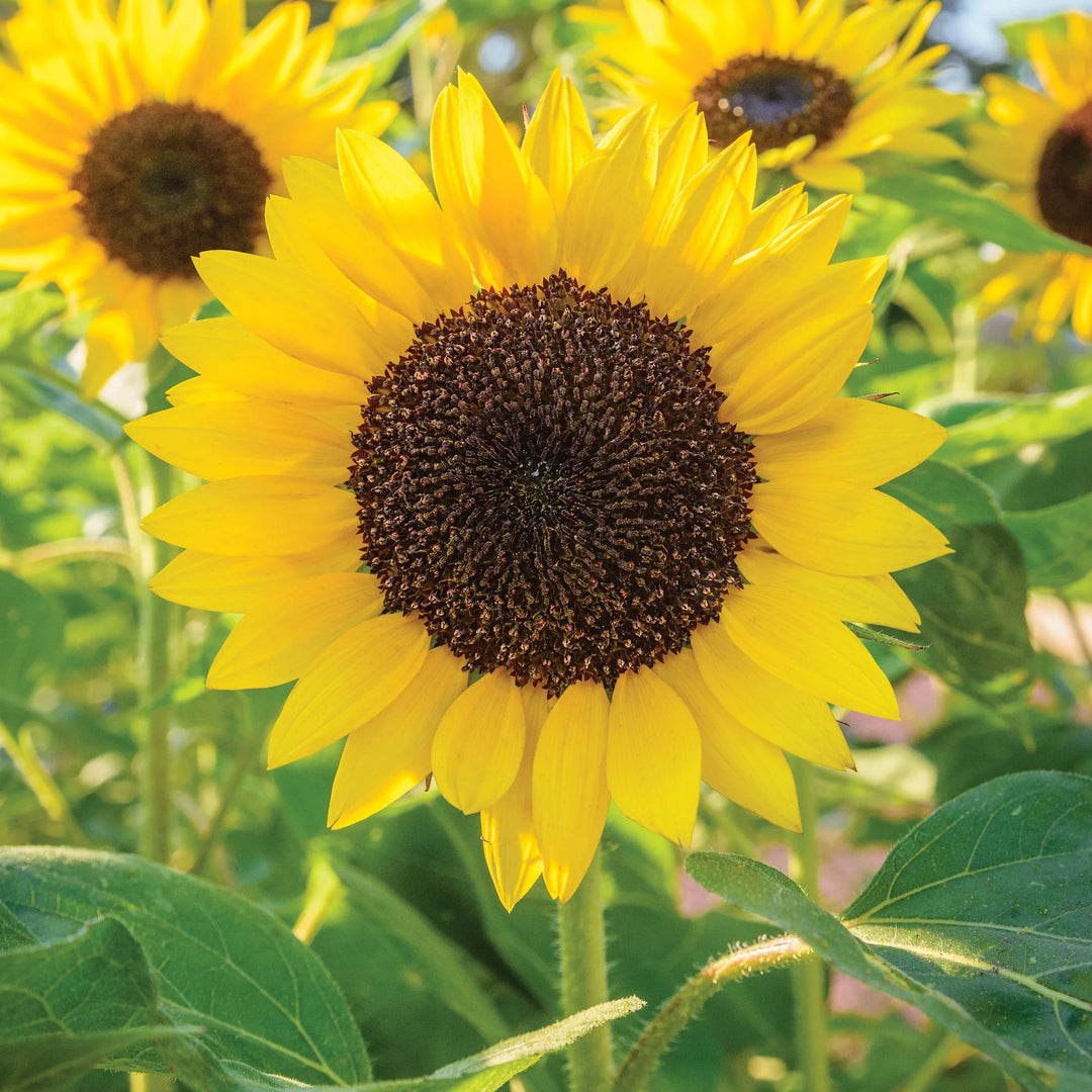 Sunflower Busy Bee - Burpee Seeds